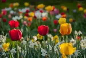 de florii