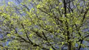tei `ubesc aprilie