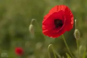 natura vie. maci și margarete