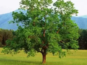 a tăiat un nuc „cu