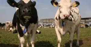 operațiunea „distrugem tot!” apia iscă