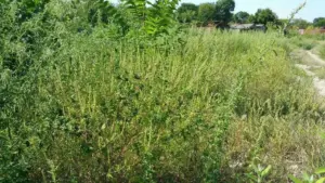 în atenția „cultivatorilor de ambrozie”