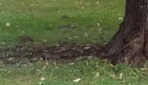 după țânțari