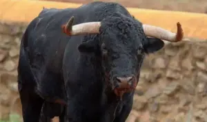 s-a dus cu taurul