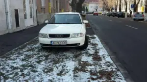 bizon recidivist