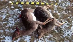 barbarie pe fondul de vânătoare