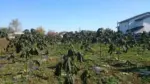 Ai un teren și niște bani? Ia-ți o țeapă cu paulownia! 11 paulownia