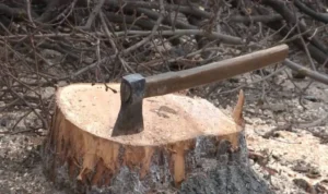 arboriada lui falcă”. după 13 ani