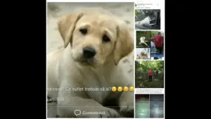 crime dincolo de puterea oricărei