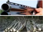 Specificul infracțiunilor la regimul silvic în zona gurahonț - brad. O analiză tehnică a unui jaf 16 pusca furt lemne 1