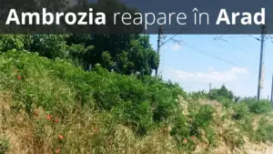 atenție: ambrozia revine! se impun lucrări