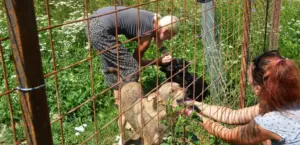 despre oameni și câini. doi
