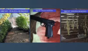 plantația de la păiușeni” despre