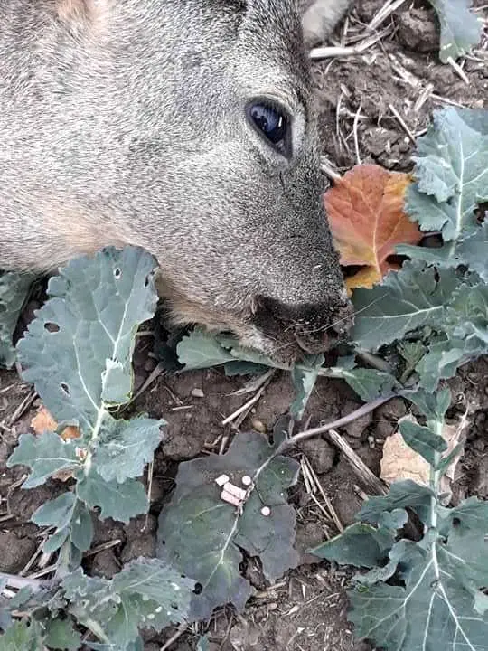 Cum SĂRBĂTORIM noi 100 de ani de când ne „iubim” țara? Ne OTRĂVIM fauna protejată! AZI, „Moartea căprioarei” a ajuns la Pâncota și Mâsca și e mai urâtă ca niciodată...