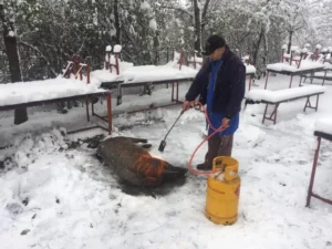 porkul moto e sâmbătă