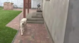 duminică