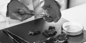 cadavrele animalelor suspectate de pestă