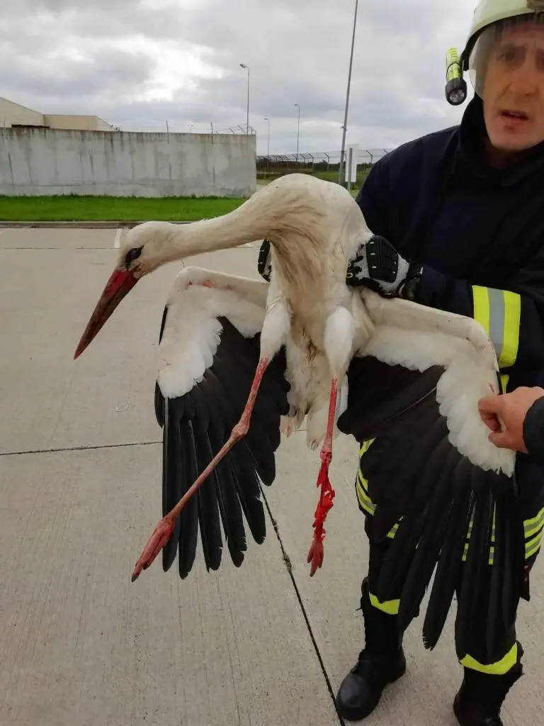 RESPECT! Detașamentul de „Intervenție SALVĂRI ANIMALE” al ISU Arad a ajutat o BARZĂ care-și prinsese aripile în firele unui stâlp de iluminat să coboare. Din păcate, pasărea are piciorul rupt...