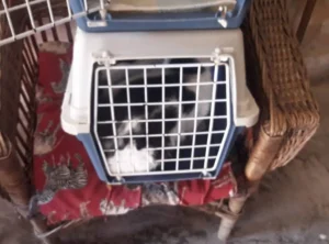 animed sterilizează și oferă carnete