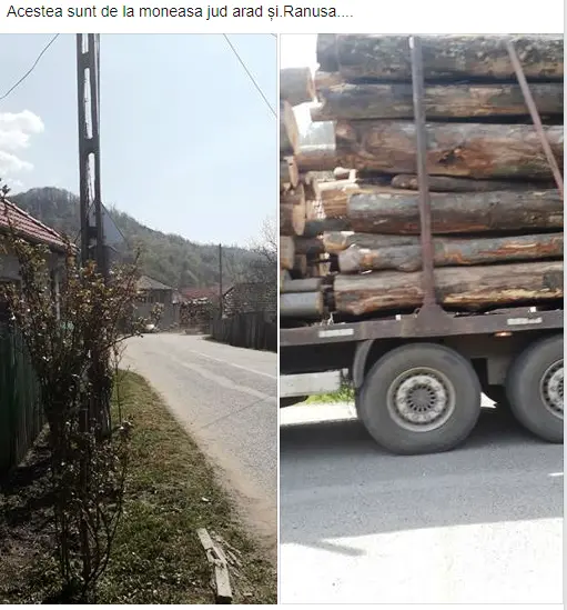 PĂDURILE trec printr-o CATASTROFĂ mult mai gravă decât PANDEMIA NOASTRĂ! Garda de Mediu a fost „în control” la Moneasa și s-a întors la Arad mahmură și plină de bani. După ce a plecat, DRUJBELE lui Nuțu Herbei și ale celorlalți TÂLHARI ai STATULUI și-au reînceput treaba la RĂNUȘA! [PROBE FOTO]
