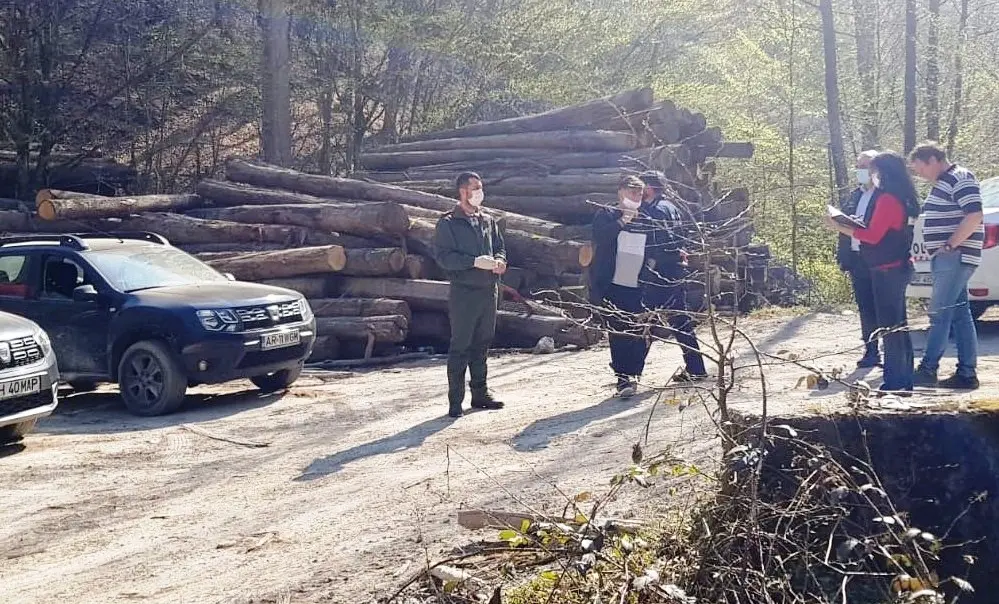 PĂDURILE trec printr-o CATASTROFĂ mult mai gravă decât PANDEMIA NOASTRĂ! Garda de Mediu a fost „în control” la Moneasa și s-a întors la Arad mahmură și plină de bani. După ce a plecat, DRUJBELE lui Nuțu Herbei și ale celorlalți TÂLHARI ai STATULUI și-au reînceput treaba la RĂNUȘA! [PROBE FOTO]