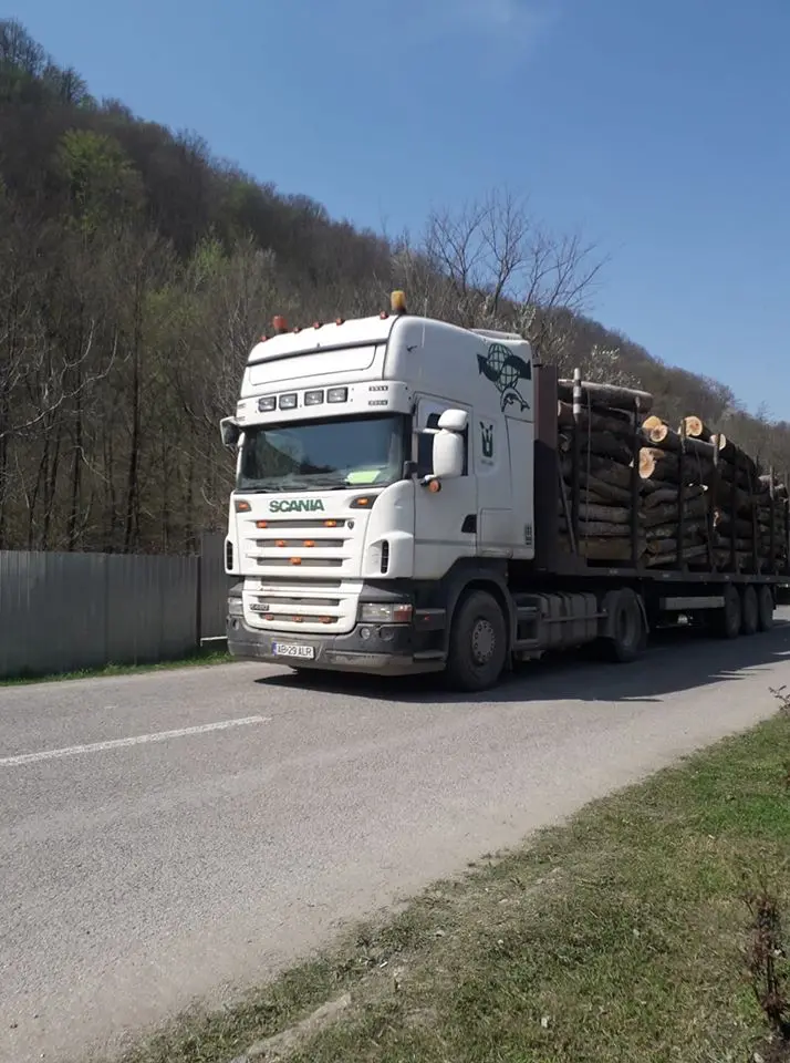 PĂDURILE trec printr-o CATASTROFĂ mult mai gravă decât PANDEMIA NOASTRĂ! Garda de Mediu a fost „în control” la Moneasa și s-a întors la Arad mahmură și plină de bani. După ce a plecat, DRUJBELE lui Nuțu Herbei și ale celorlalți TÂLHARI ai STATULUI și-au reînceput treaba la RĂNUȘA! [PROBE FOTO]