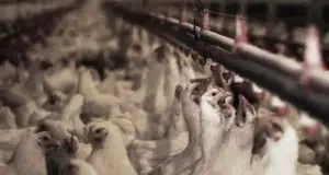 ansvsa a declarat alertă
