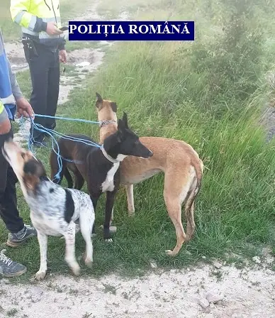 „Trend nou” la BRACONIERI: trimiți CÂINII să văneze în locul tău... NU ȚINE!