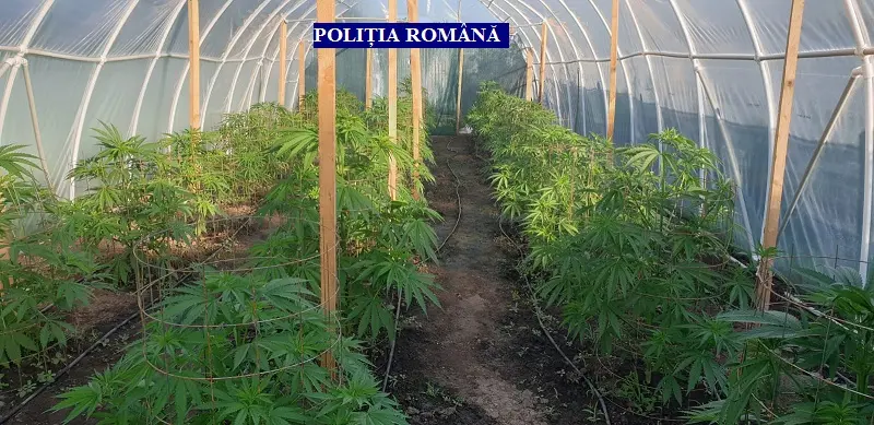 [ACTUALIZARE] Polițistul Cosmin PANĂ și trupa lui de TÂLHARI / INCENDIATORI / TRAFICANȚI - propuși pentru arestare (doi fiind arestați deja, în altă cauză)