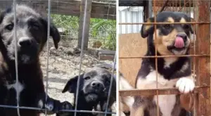 sâmbătă, 4 iulie, începând cu ora