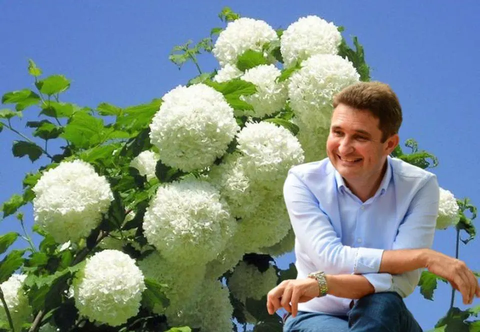 CĂLINUL ca plantă politică. Un pamflet involuntar, marca „Bibi”