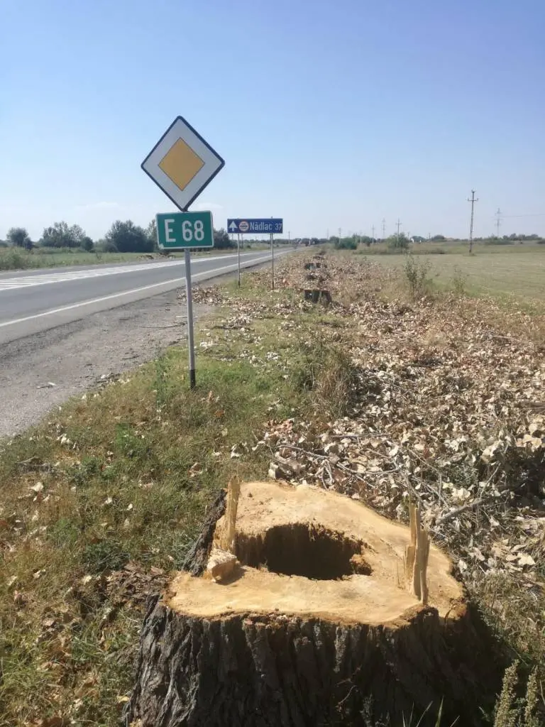„Cadou” de la Consiliul Județean Arad, de Sfânta Marie: au ras de pe fața pământului toți copacii de pe marginea drumului de la Hanul de la răscruce până către Pecica