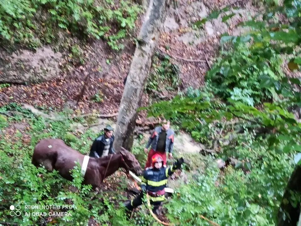 RESPECT echipajului Școlii de Pompieri Boldești care a salvat un CAL căzut într-o râpă de 25 de metri, la Brazii! [FOTO]