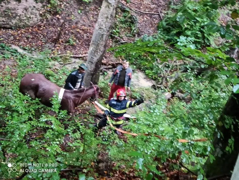 RESPECT echipajului Școlii de Pompieri Boldești care a salvat un CAL căzut într-o râpă de 25 de metri, la Brazii! [FOTO]