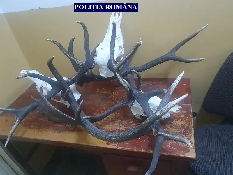 Numai coarnele de cerb carpatin și de lopătar îi lipseau unui bărbat de 36 de ani din Nădab