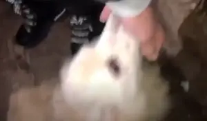 demersul salvatorilor de animale