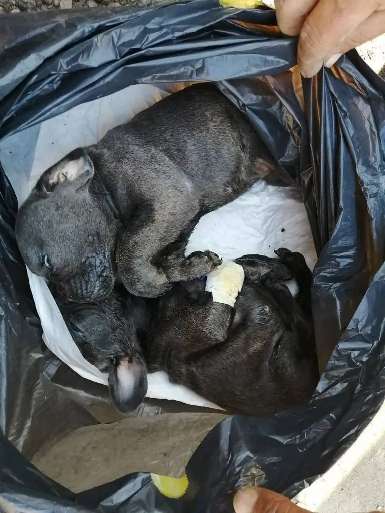 Primul CAZ CU MIZĂ MARE pentru nou-înființata Poliție a ANIMALELOR din Arad: MISTERIOASA INCINERARE a puilor BULLDOG FRANCEZ Daisy și Alfie, decedați - conform medicului veterinar - după ce au fost confirmați cu CORONAVIROZĂ