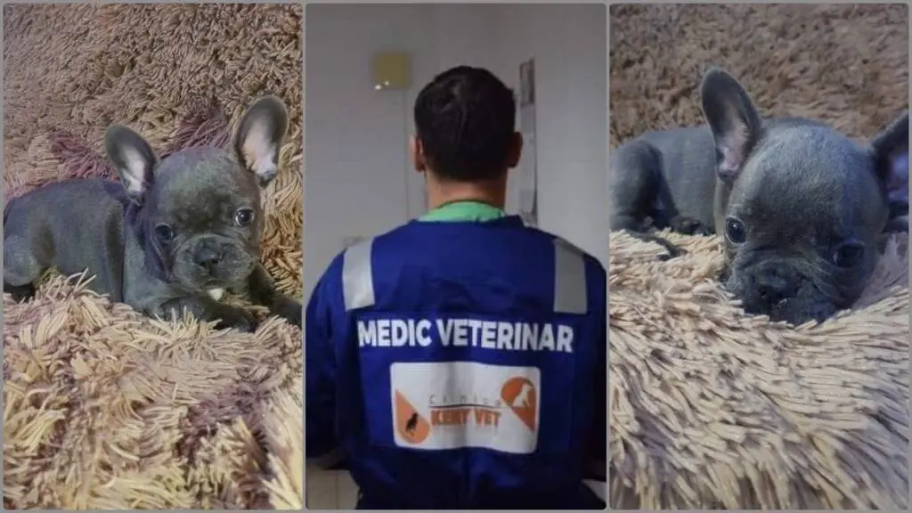 Primul CAZ CU MIZĂ MARE pentru nou-înființata Poliție a ANIMALELOR din Arad: MISTERIOASA INCINERARE a puilor BULLDOG FRANCEZ Daisy și Alfie, decedați - conform medicului veterinar - după ce au fost confirmați cu CORONAVIROZĂ