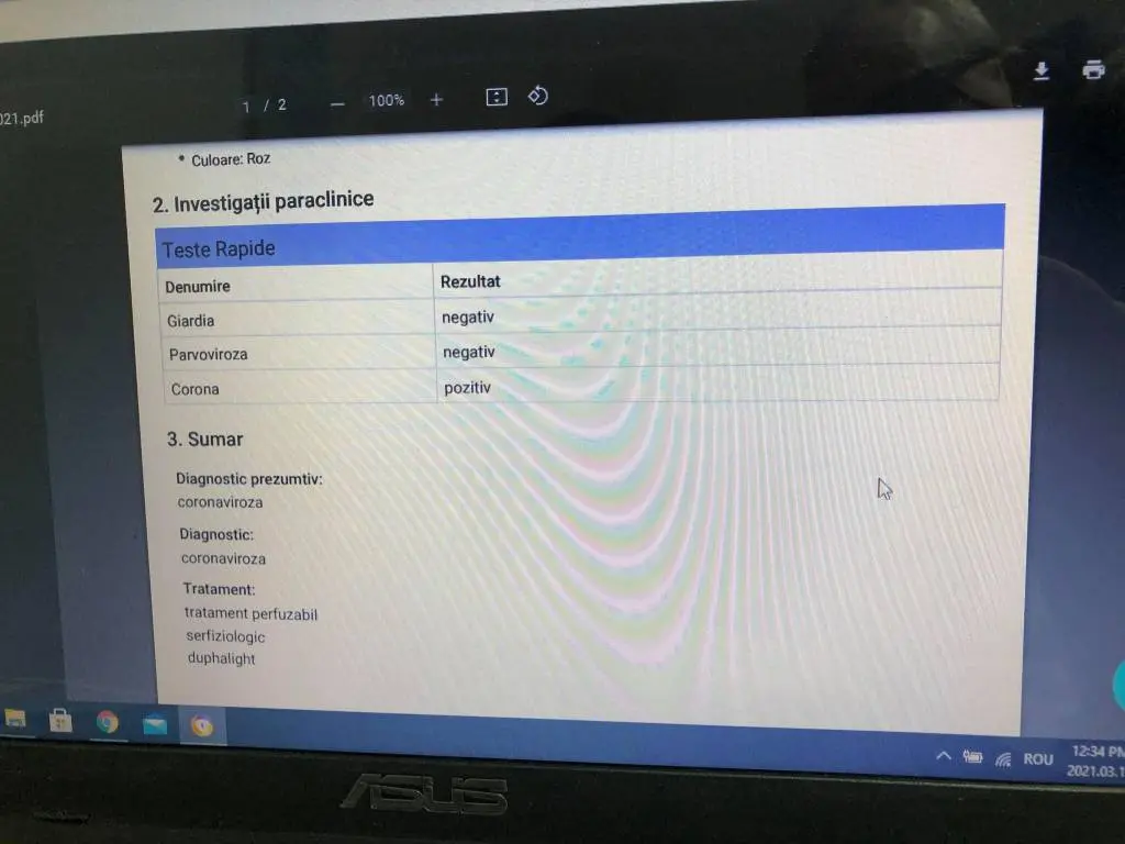 Primul CAZ CU MIZĂ MARE pentru nou-înființata Poliție a ANIMALELOR din Arad: MISTERIOASA INCINERARE a puilor BULLDOG FRANCEZ Daisy și Alfie, decedați - conform medicului veterinar - după ce au fost confirmați cu CORONAVIROZĂ