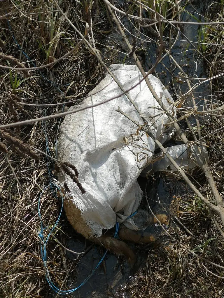 În atenția Gărzii de Mediu Arad: Mândria comunei Apateu, care ar trebui să fie „Aria Protejată ROSPA 0014” e, de fapt, o GROAPĂ de GUNOI care a DISTRUS PĂȘUNEA!