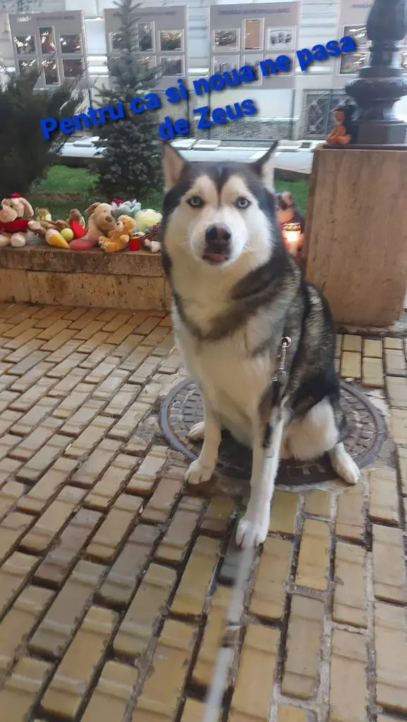 [ACTUALIZARE 2] NESIMȚIREA AGRESIVĂ a „famigliei” Crețiu, jucăriile furate ale câinelui-martir Zeus și alte porcării securistoide în derulare... ca prefață la întâlnirea de luni, cu primarul Bibarț, pe această temă