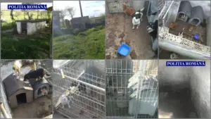 polițiștii de la protecția animalelor