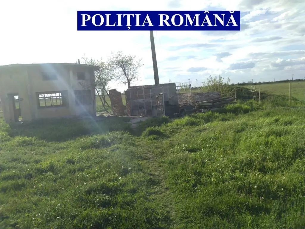 Polițiștii de la PROTECȚIA ANIMALELOR au eliberat dintr-un lagăr de lângă stația de epurare de la Șiria 25 de CÂINI CHINUIȚI