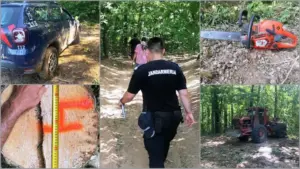 doi hoți de copaci setați