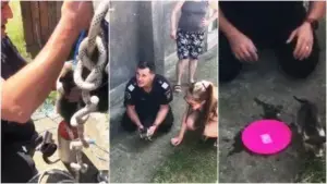 un pui de pisică