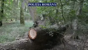 rangă” de beat