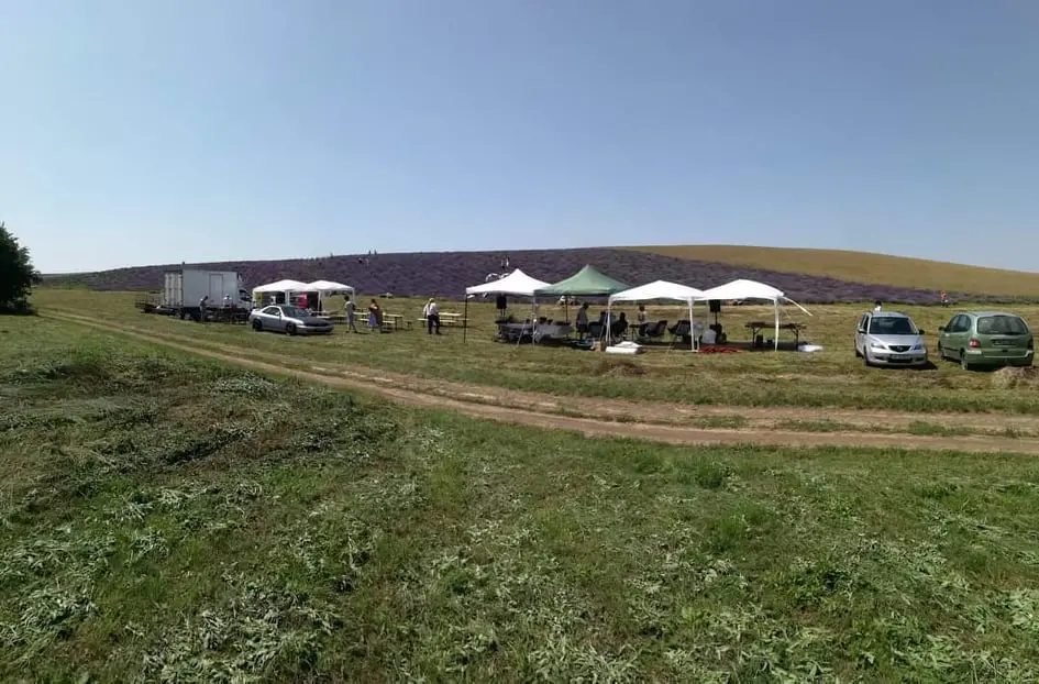 Zilele LAVANDEI din Vinga - Ediția a II-a... prilej de PETRECERE a unui weekend-încărcător [FOTO / VIDEO]