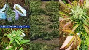 doi cultivatori aflați la începutul