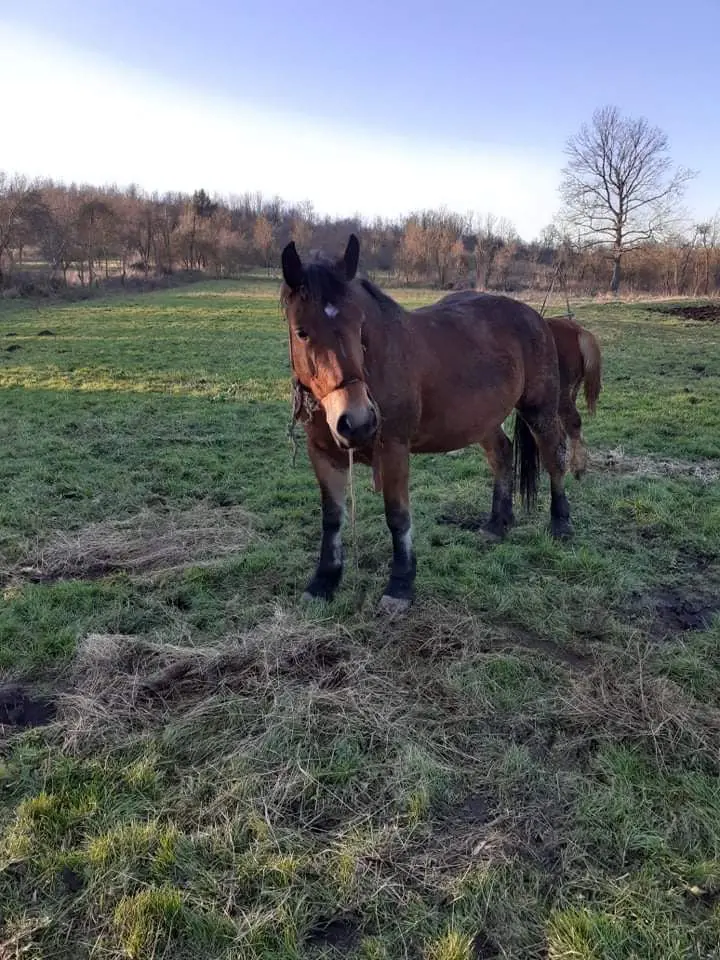 O bandă din Covasna și Brașov care a furat ȘASE CAI FRUMOȘI de pe dealurile satului Țela - prinsă în cadrul unei acțiuni de amploare și propusă pentru arestare