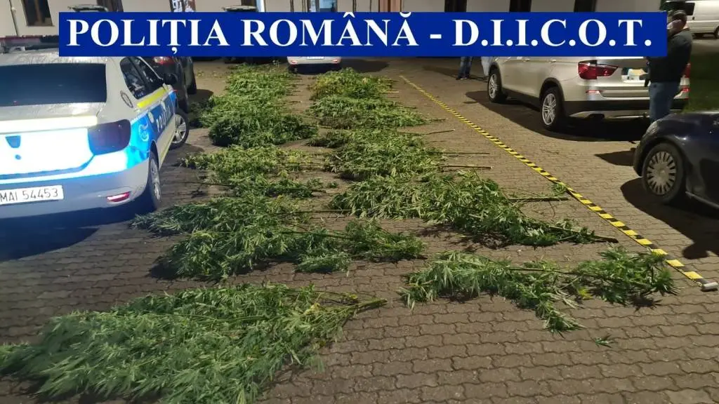 Doi cultivatori aflați la începutul carierei au fost păgubiți de vreo 120 kilograme de „iarbă bună” după ce a dat DIICOT-ul de mica lor plantație